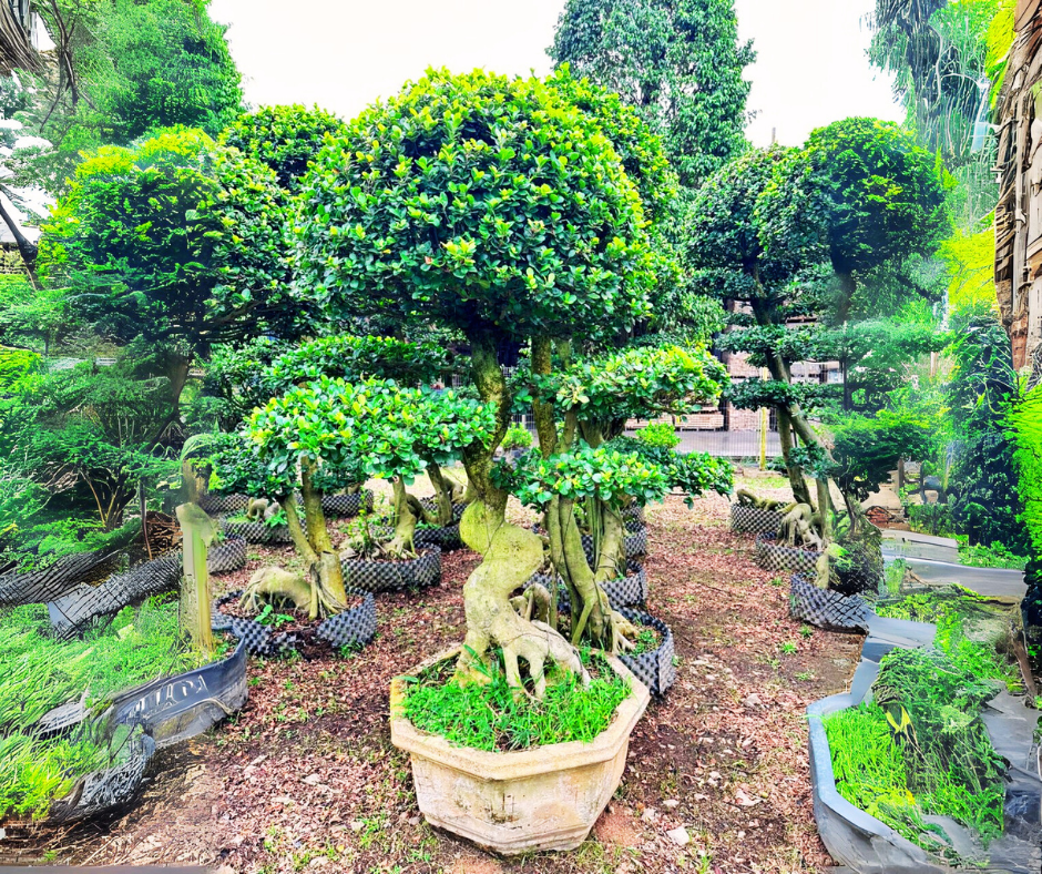 热带植物，适用于马来西亚专业景观设计 - LandscapeDesigner.my